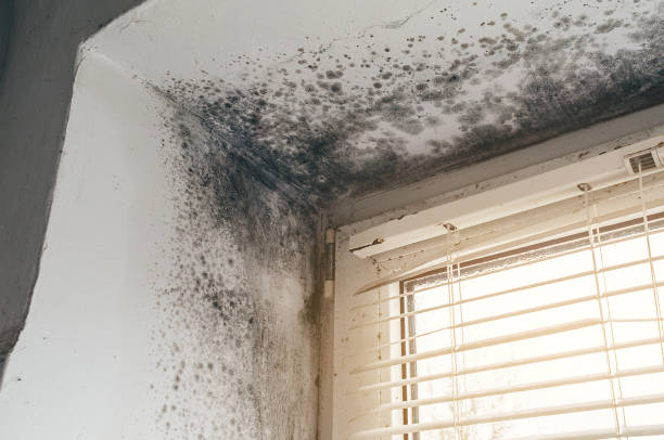 Affordable Mold Removal solutions in Lafayette, CO